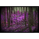 Toiles tendues Photographie