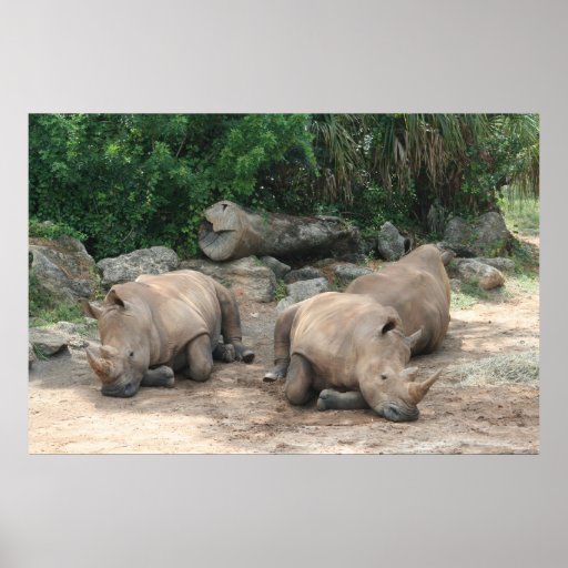 Rhinocéros albinos posters
