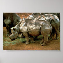 Rhinocéros noir affiches