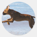 Rhodesian Ridgeback - Sprong Ronde Stickers