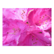 Rhododendron rose invitation