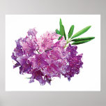 Rhododendrons avec le feuille posters