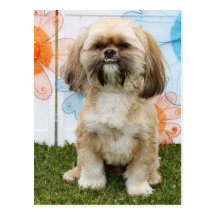 Ripley - Shih Tzu Carte Postale