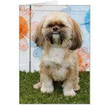 Ripley - Shih Tzu Cartes