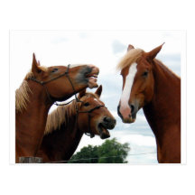 Rire de chevaux carte postale