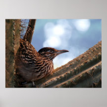 Roadrunner de cactus affiches