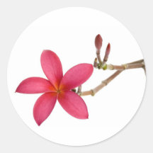 Rode bloem Frangipani Ronde Stickers