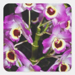 Rode de dendrobium-edel-hybride van de Orchidee bl Vierkante Sticker