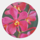 Rode een orchidee hybride bloemen ronde sticker