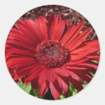 Rode Gerber Daisy Sticker