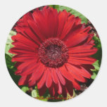 Rode Gerber Daisy Stickers