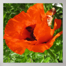 rode papaver posters