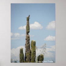 Roitelet d'affiche/cactus sur le Saguaro