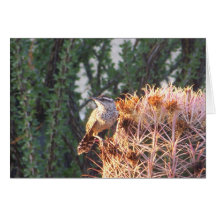 Roitelet de cactus cartes de vœux