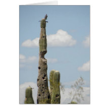Roitelet de cactus placé sur le Saguaro Carte De Vœux