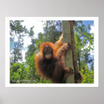 Roodharige in Indonesië Posters