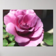 Rosas Moradas 1 Posters