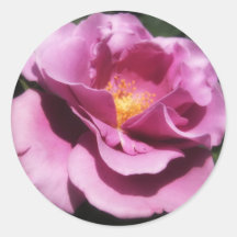 Rosas Moradas 3 Autocollant Rond