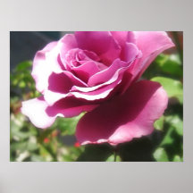 Rosas Moradas 4 Poster