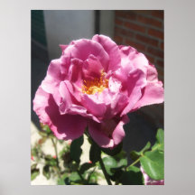 Rosas Moradas 6 Posters