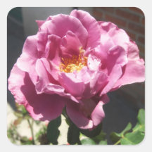 Rosas Moradas 6 Stickers Carrés