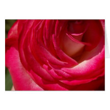 Rose10 Wenskaarten