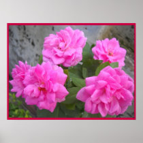 Rose-Affiche de Saint Valentin