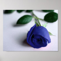 Rose bleue - affiche