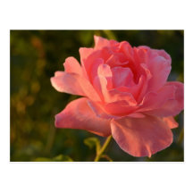 Rose Carte Postale