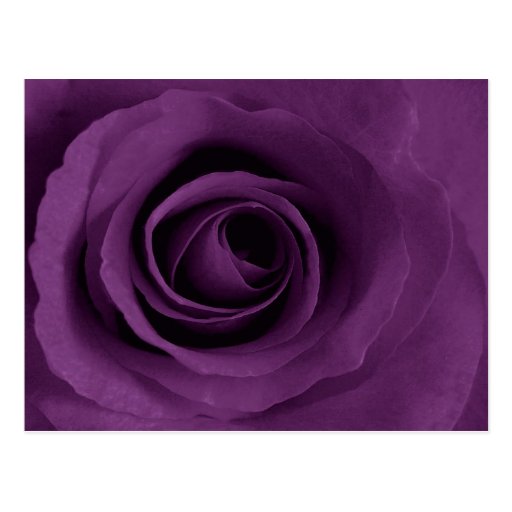 Rose de pourpre d'Artsy Cartes Postales