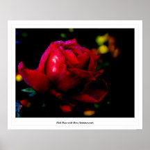 Rose de rose avec la rosée (luminescente) posters