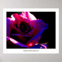Rose de rose avec la rosée (luminescente) affiche