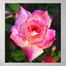 Rose de rose posters