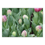 Rose de tulipes de bébé cartes de vœux