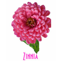 Rose de Zinnia T-shirt