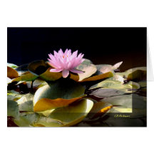 Rose I de nénuphar Carte