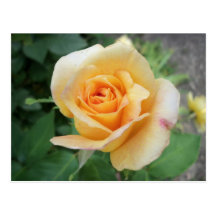 Rose jaune développé en spirales cartes postales