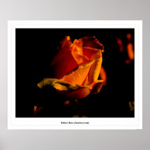 Rose jaune (luminescent) posters