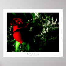 Rose rouge (luminescent) poster