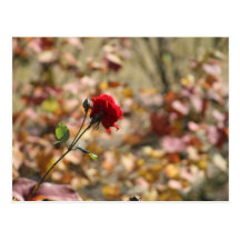 Rose rouge seul carte postale