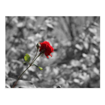 Rose seul de pourpre carte postale