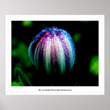 Rosée sur le bourgeon floral pourpre (luminescent) affiches