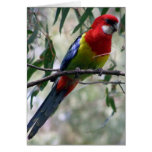 Rosella oriental obtenant le ver… cartes de vœux