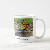 Rosella oriental tasse