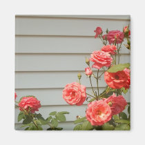 Roseraie rose magnets
