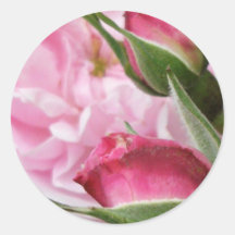 Roses antiques roses autocollant rond