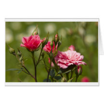 roses carte de salutation rouges