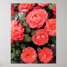 Roses de corail posters