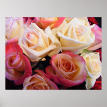 Roses de roses de roses affiche