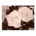 Roses d'Économie-le-Date/mariage Carte Postale